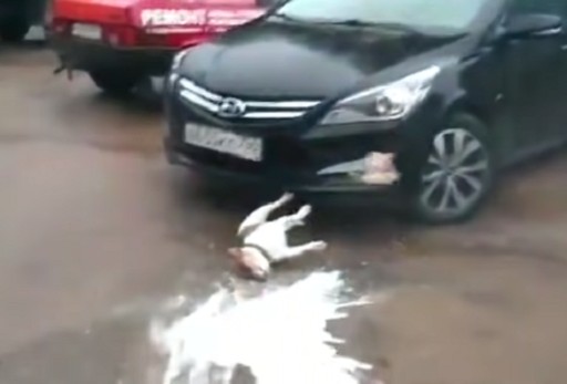 Create meme: the dog and the bottle exploded, solaris car, solaris car