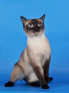 Create meme: the Thai cat, Siamese cat