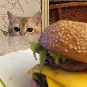 Создать мем: мем кошка, кот мемный, i can has cheezburger?