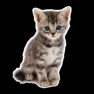 Создать мем: серый котенок, маленький котик на белом фоне, милый котик на белом фоне