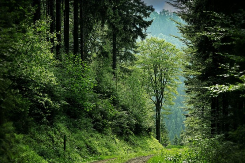 Create meme: black forest national park, a path in the forest, forest 