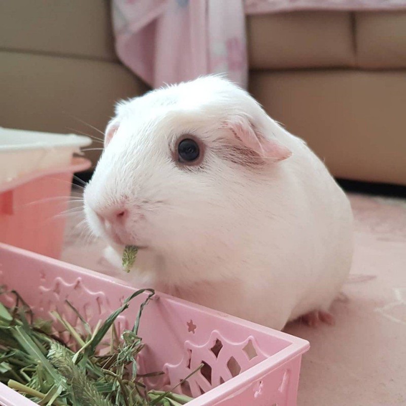 Create meme: Guinea pig , white guinea pig, albino guinea pig