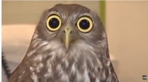 Create meme: Owl went nuts