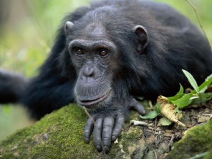 Create meme: Bonobo chimp, the common chimpanzee, male chimpanzees
