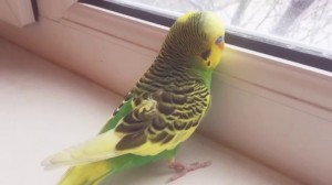 Create meme: as wavy parrot sits, two-tone wavy parrot, budgie