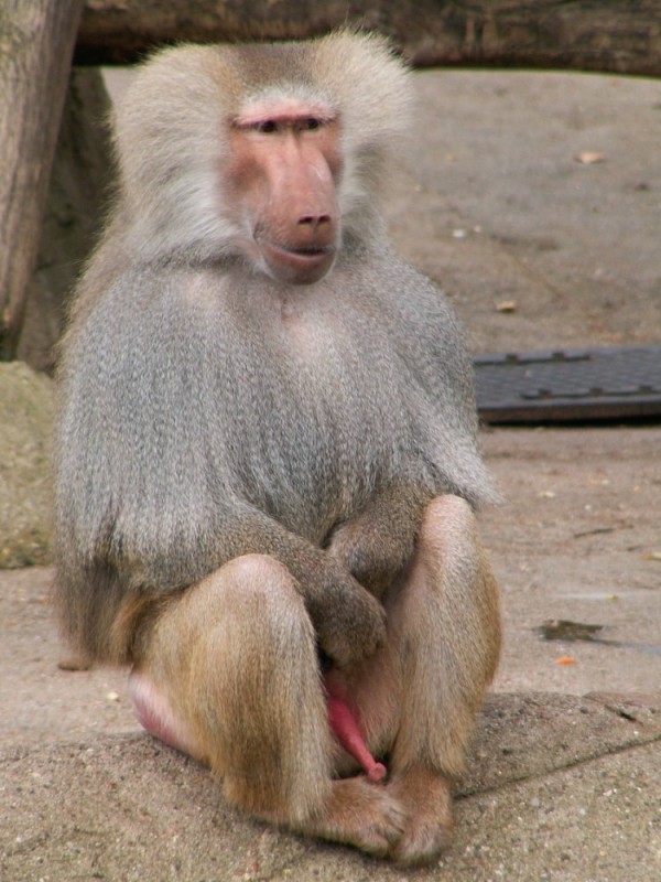 Create meme: baboon Hamadryad, baboons, hamadryad male