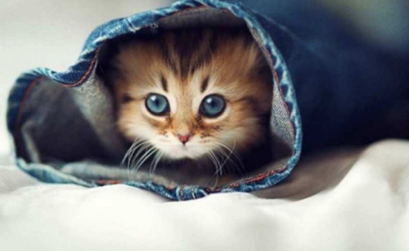 Создать мем: самые милые котята в мире, самые милые котики в мире, котики очень милые