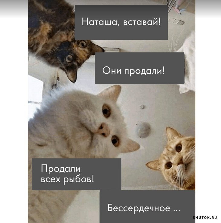 Создать мем: наташ мем с котом, кот мем, эй наташ коты мемы