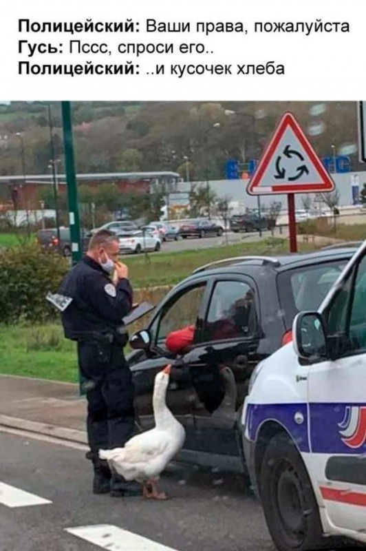 Create meme: The goose is a policeman, duck police officer, goose joke