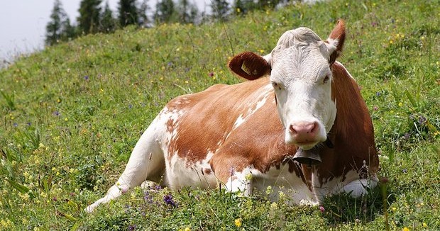 Create meme: the Simmental breed of cows, cows', a red-mottled breed of cows