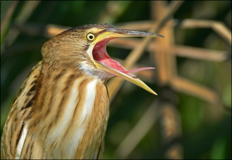 Create meme: drink bolotnaya, small drink, Swamp bird drink