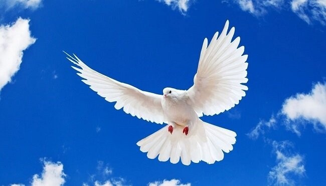 Create meme: white pigeon, dove , peaceful sky