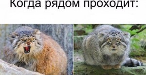 Create meme: sedentary, wild cat, cats'ula