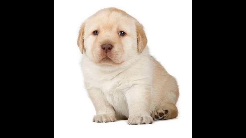 Create meme: labrador retriever fawn, The Labrador retriever is small, Labrador Retriever 