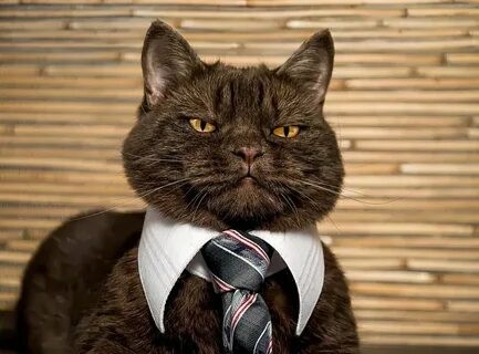 Create meme: a cat in a suit, the cat in the jacket, cat in a business suit