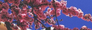 Create meme: cherry blossoms, Sakura, Sakura tree