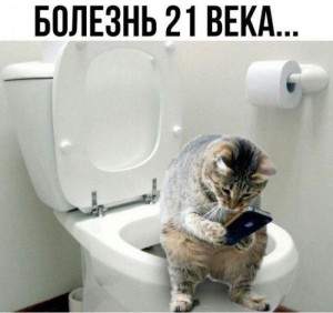 Create meme: toilet for cats, the toilet, the cat on the toilet with the phone
