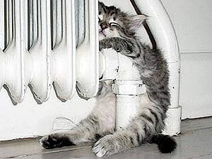 Create meme: turned off the heating, the heating season, the cat on the battery