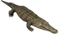 Create meme: crocodile alligator, crocodiles
