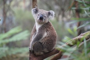 Create meme: animals, Koala, koala bear