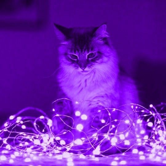 Create meme: cat in Christmas lights, pearl cat, purple cat