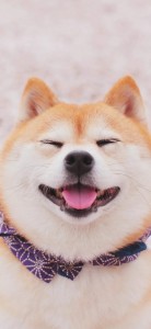 Create meme: the breed is Shiba inu