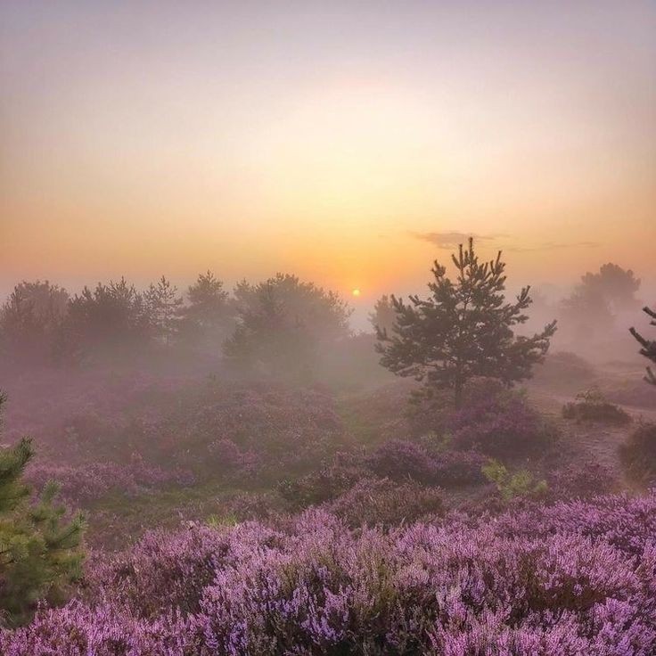 Create meme: gentle landscape, fog field flowers, wildflowers in the fog