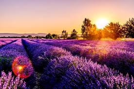 Create meme: lavender field, France lavender fields, Lavender field painting