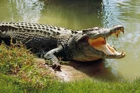 Создать мем: крокодил нильский, большой крокодил, аллигатор от крокодила