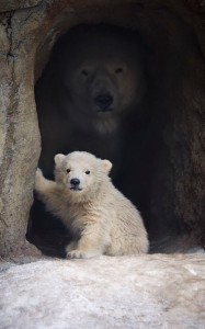 Create meme: white bear, the bear and the bear in the cave, bear cub