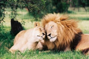 Create meme: lions love pictures funny, animal lovers, pictures with lion and lioness and quotes