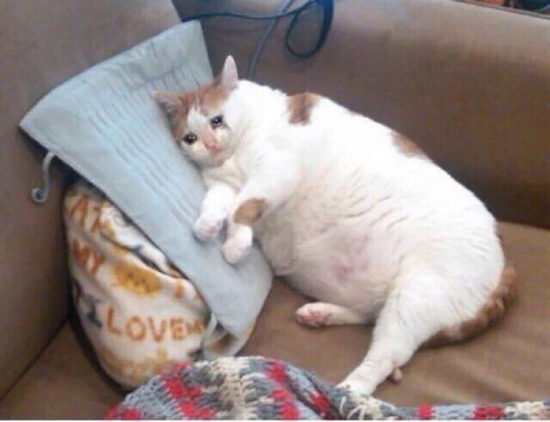 Create meme: sad fat cat, the fat cat meme, lazy cats