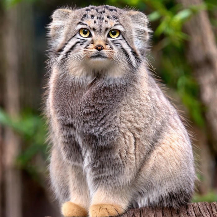 Create meme: wild cat, animal manul, wild cat manul