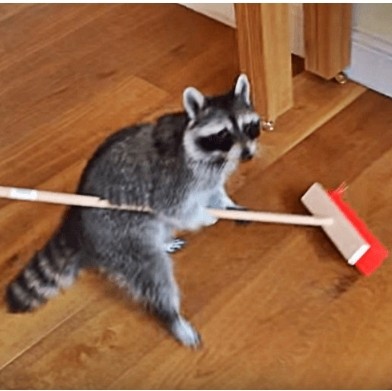 Create meme: The raccoon polosun is being cleaned, a raccoon with a MOP, raccoon gargle 