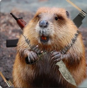 Create meme: beaver