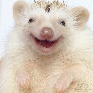 Create meme: happy hedgehog