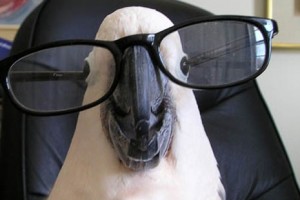 Create meme: fun with animals, Blurred image, glasses