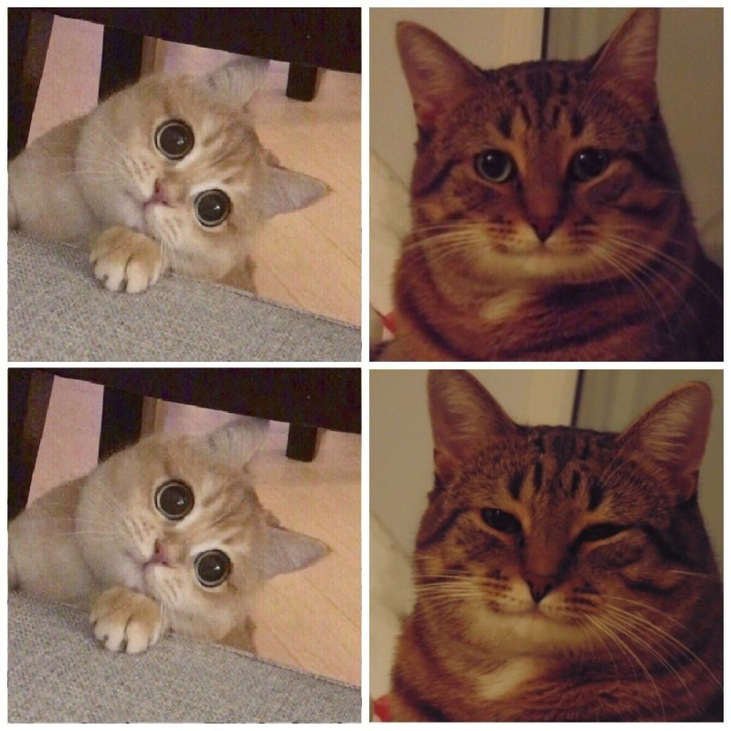 Create meme: memes with cats , cats memes, cat meme 