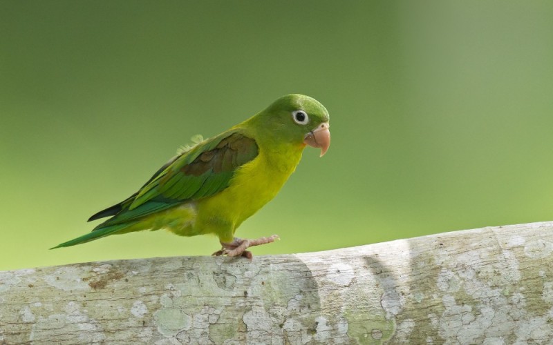 Create meme: The budgie is green, the green parrot, The little green parrot