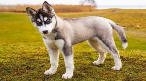 Create meme: the husky breed, Siberian husky