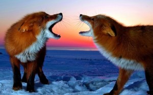 Create meme: winter sunset, snow animals, a couple of foxes