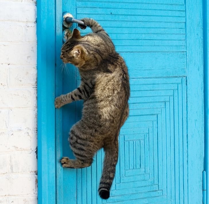 Create meme: cat opens the door, the cat is banging on the door, the cat shakes the door