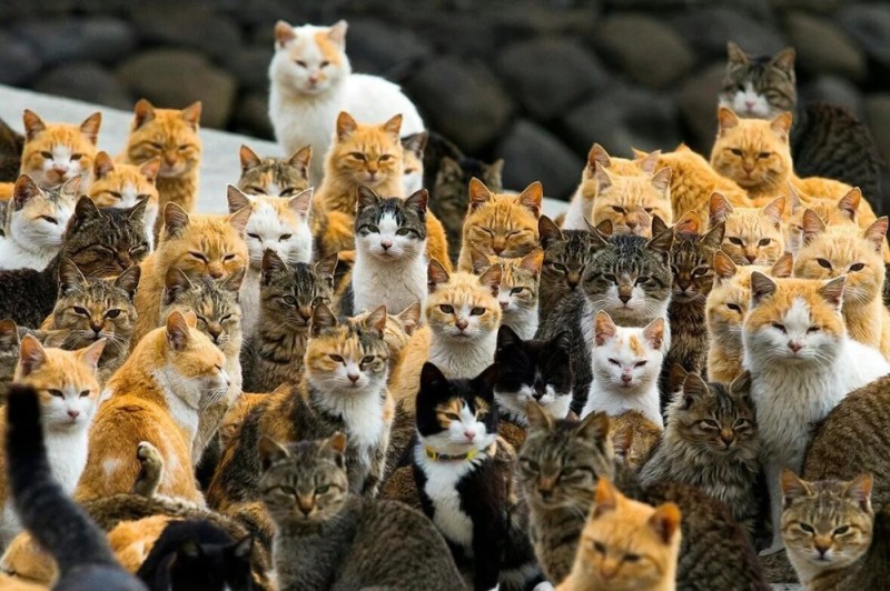 Create meme: cat , there are a lot of cats, a lot of cats