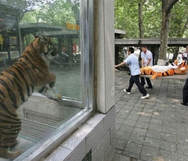 Создать мем: настоящий тигр, тигр китайский, тигр в зоопарке