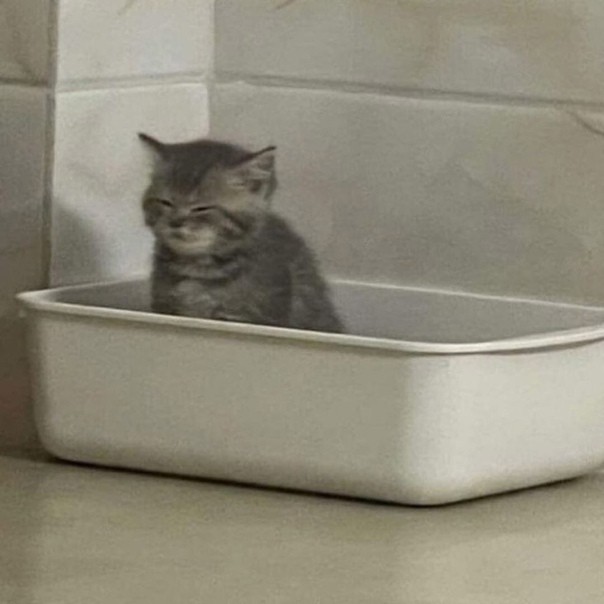 Create meme: cat in the tub, the kitten in the tray, cat litter