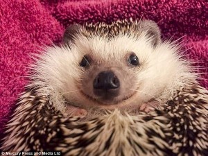 Создать мем: hedgehog, ежи, ежик