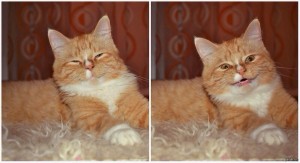 Create meme: cat, cat memes with captions, gloomy red cat