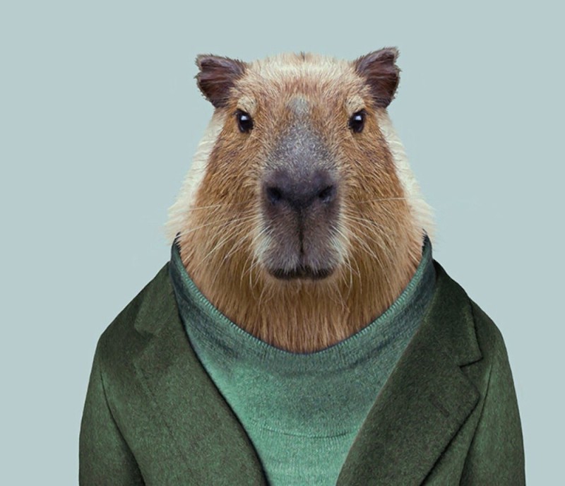 Create meme: big capybara guinea pig, business capybara, capybara ignat