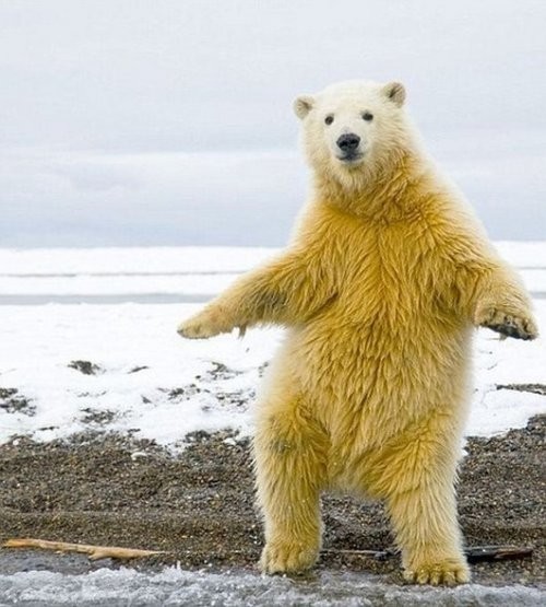 Создать мем: танцующий медведь, желтый медведь, полярный медведь
