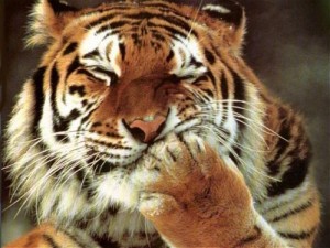 Create meme: circus tigers, zoo tiger, tiger